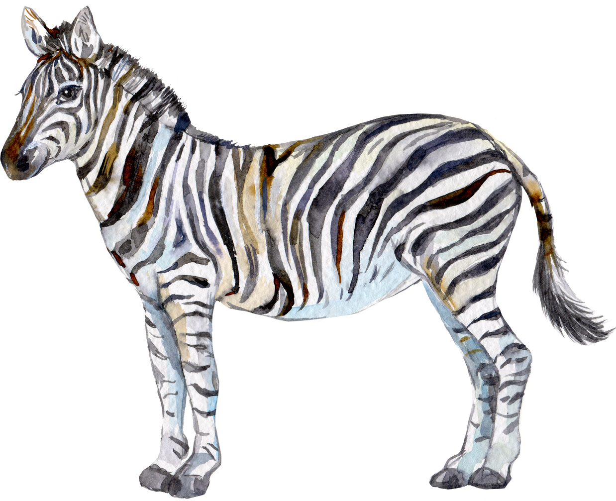 zebra watercolor illustration