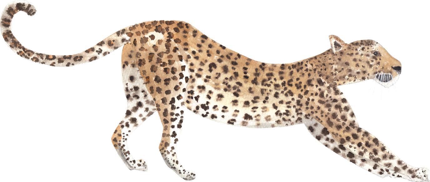 Watercolor animal illustration. Cheetah clipart