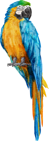 Macaw Parrot Watercolor PNG