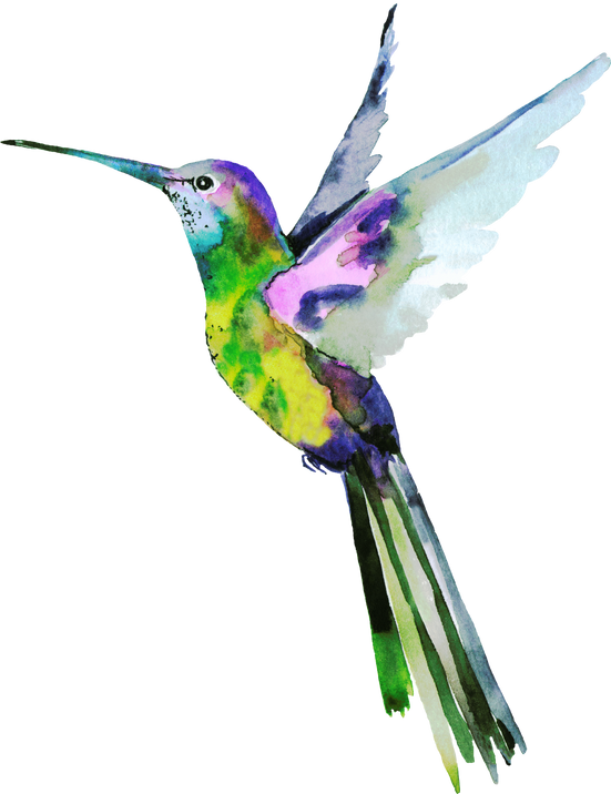 Tropical bird hummingbird. Hand-drawn watercolor painting.